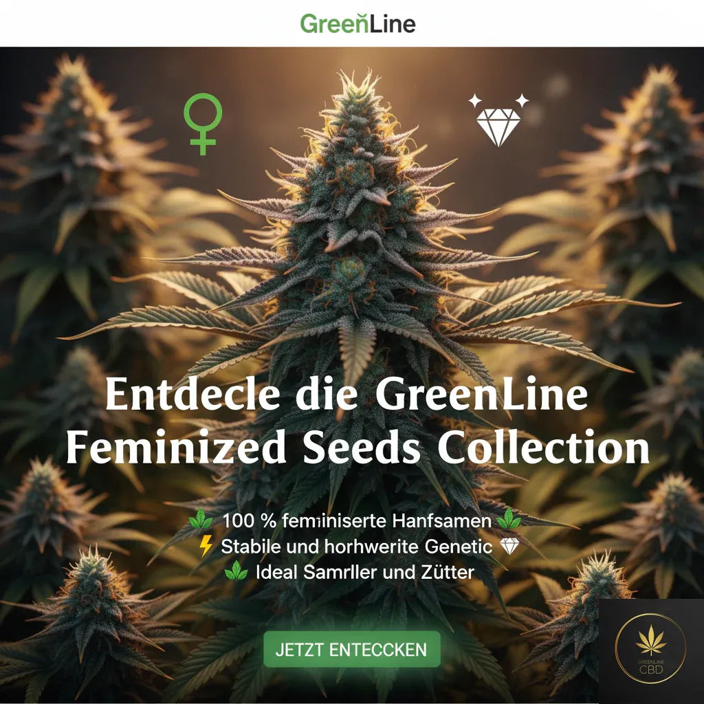 Feminisierte Hanfsamen – Sammlerartikel